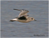 Black-bellied Plover-Juvenile
