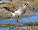 Lesser Yellowlegs-Juvenile