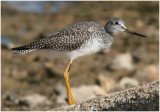 Greater Yellowlegs-Juvenile
