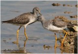 Greater Yellowlegs-Juvenile