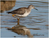 Solitary Sandpiper-Juvenile