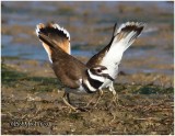 Killdeer Courtship Display