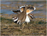 Killdeer Courtship Display