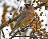 Cedar Waxwing