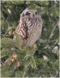 Short-eared Owl