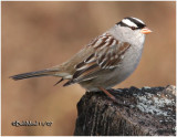 White-crowned Sparrow-Adult