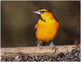 Bullocks Oriole