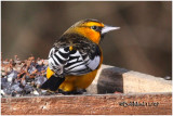 Bullocks Oriole