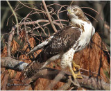 Red-tailed Hawk-Juvenile