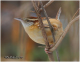 Carolina Wren