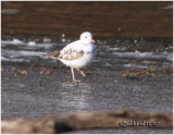 Leucistic Killdeer