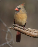 Northern Cardinal-Female