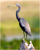 Tri-colored Heron