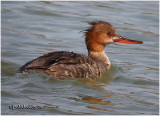 Red-breasted Merganser-Female