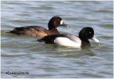 Greater Scaup Pair