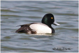 Greater Scaup-Male