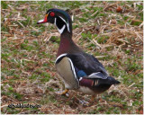 Wood Duck-Male