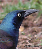 Common Grackle