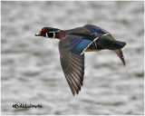 Wood Duck-Male