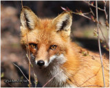 Red Fox-Adult