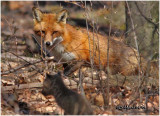 Red Fox-Adult
