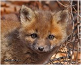 Red Fox Kit