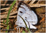<h5><big>Bluish Spring Moth-<br></big><em>Lomographa semiclarata #6666</h5></em>