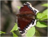 <h5><big>Mourning Cloak<br></big><em>Nymphalis antiopa</h5></em></h5></em>