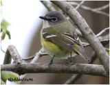 Blue-headed Vireo