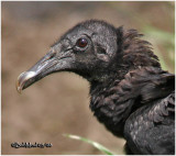 Black Vulture-Juvenile