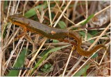 Red-spotted Newt