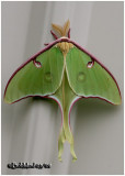 <h5><big>Luna Moth-Male<br></big><em>Actias luna #7758</h5></em>