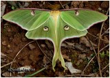 <h5><big>Luna Moth-Male<br></big><em>Actias luna #7758</h5></em>