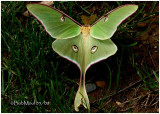 <h5><big>Luna Moth-Male<br></big><em>Actias luna #7758</h5></em>