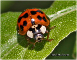 Lady Beetle