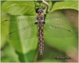 Common Baskettail-Female