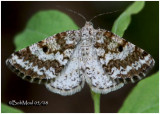 <h5><big>Powder Moth<br></big><em>Eufidonia notataria # 6638</h5></em>