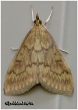 <h5><big>European Corn Borer Moth-Female<br></big><em>Ostrinia nubilalis #4949</h5></em>