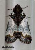 <h5><big>Tufted Bird Dropping Moth<br></big><em>Cerma cerintha #9062</h5></em>