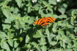 IMG_2085.jpg