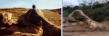 Elephant Rock before/after