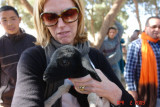 sheep market 12.JPG