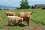 isle of mull_24.JPG