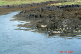 isle of mull_50.JPG