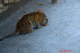 harbin52 tiger park meal time.JPG