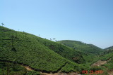 periyar12 tea plantations.JPG