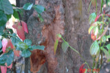 periyar2 spice garden-cinnamon.JPG