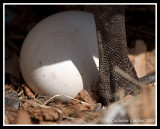 Goose Egg