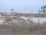 Burrowing Owl (on log)