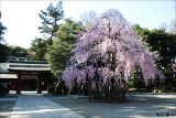 Okunitama Shrine Shidare-zakura